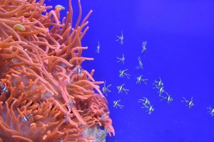 Tendencias decoración e interiorismo. Living Coral - obra nueva en cordoba