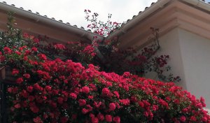 geranios patios de cordoba