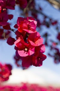Los Patios de Córdoba - obranuevaencordoba 