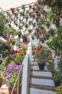 Los Patios de Córdoba - obranuevaencordoba