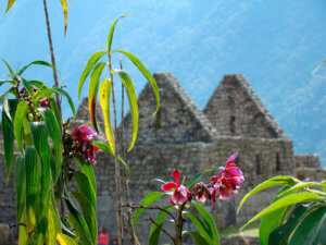 jardines en perú